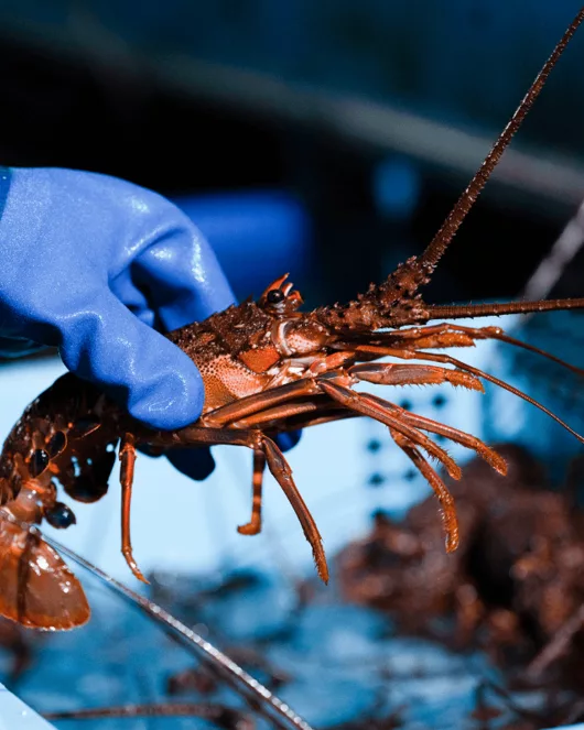 Special Ise Lobster Course